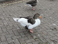 Anser anser domesticus