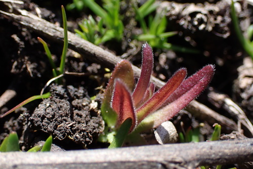 Image of Castilleja victoriae by (c) Noah How, some rights reserved (CC BY)