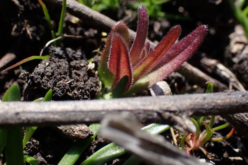 Image of Castilleja victoriae by (c) Noah How, some rights reserved (CC BY)