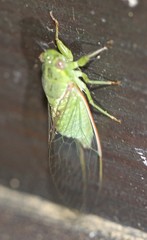 Chlorocysta vitripennis