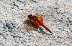 Trithemis kirbyi