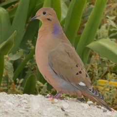 Zenaida Dove photo 3