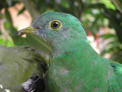 Ptilinopus melanospilus
