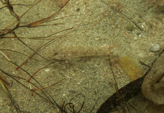 Favonigobius lateralis