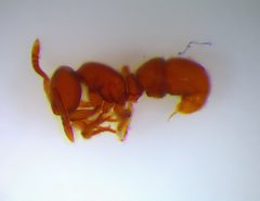 Proceratium japonicum