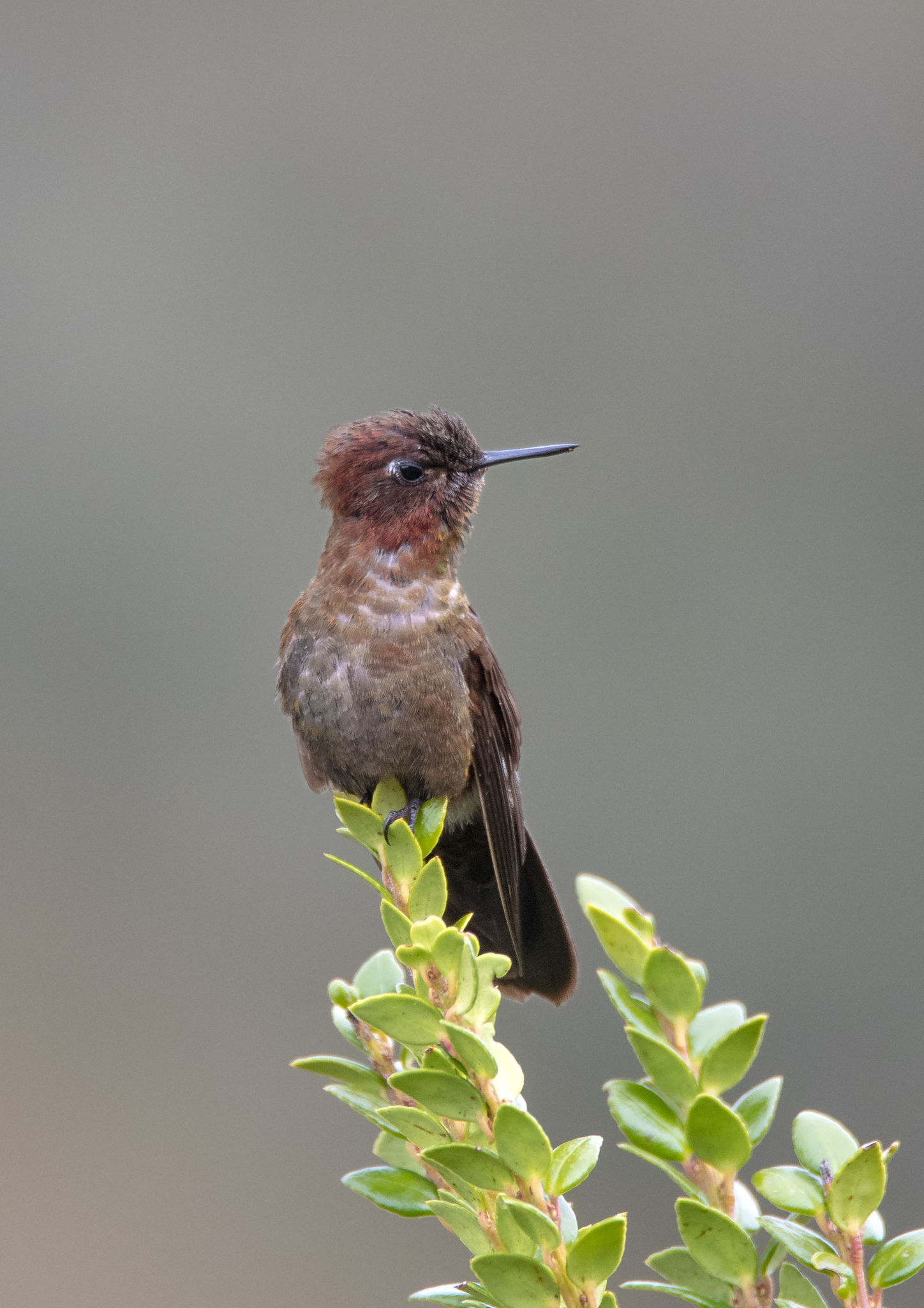 Coppery Metaltail (Metallura theresiae), photo 2
