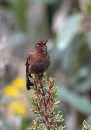 Coppery Metaltail (Metallura theresiae)