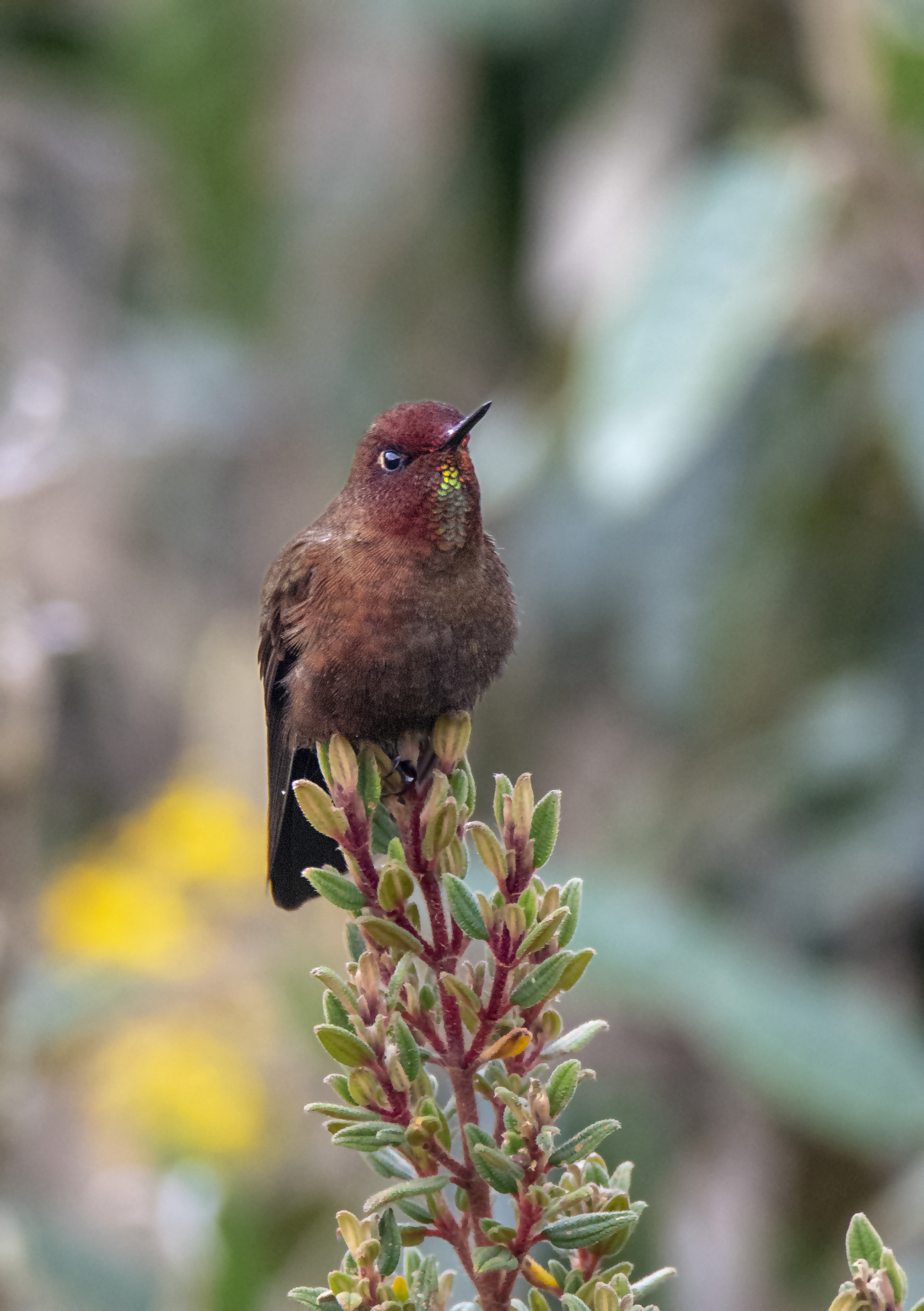 Coppery Metaltail (Metallura theresiae), photo 1