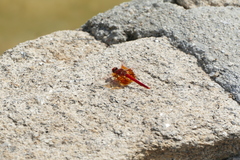 Trithemis kirbyi