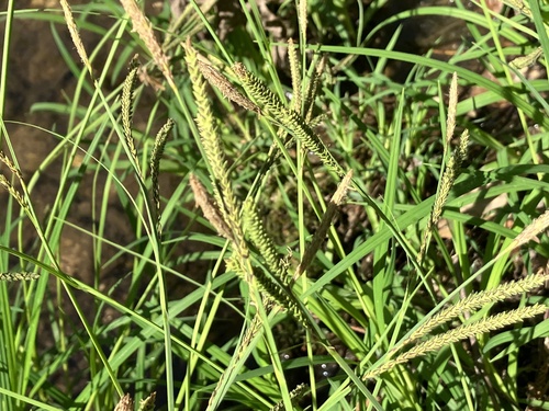 twisted sedge (Carex torta)