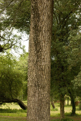 Schinopsis lorentzii