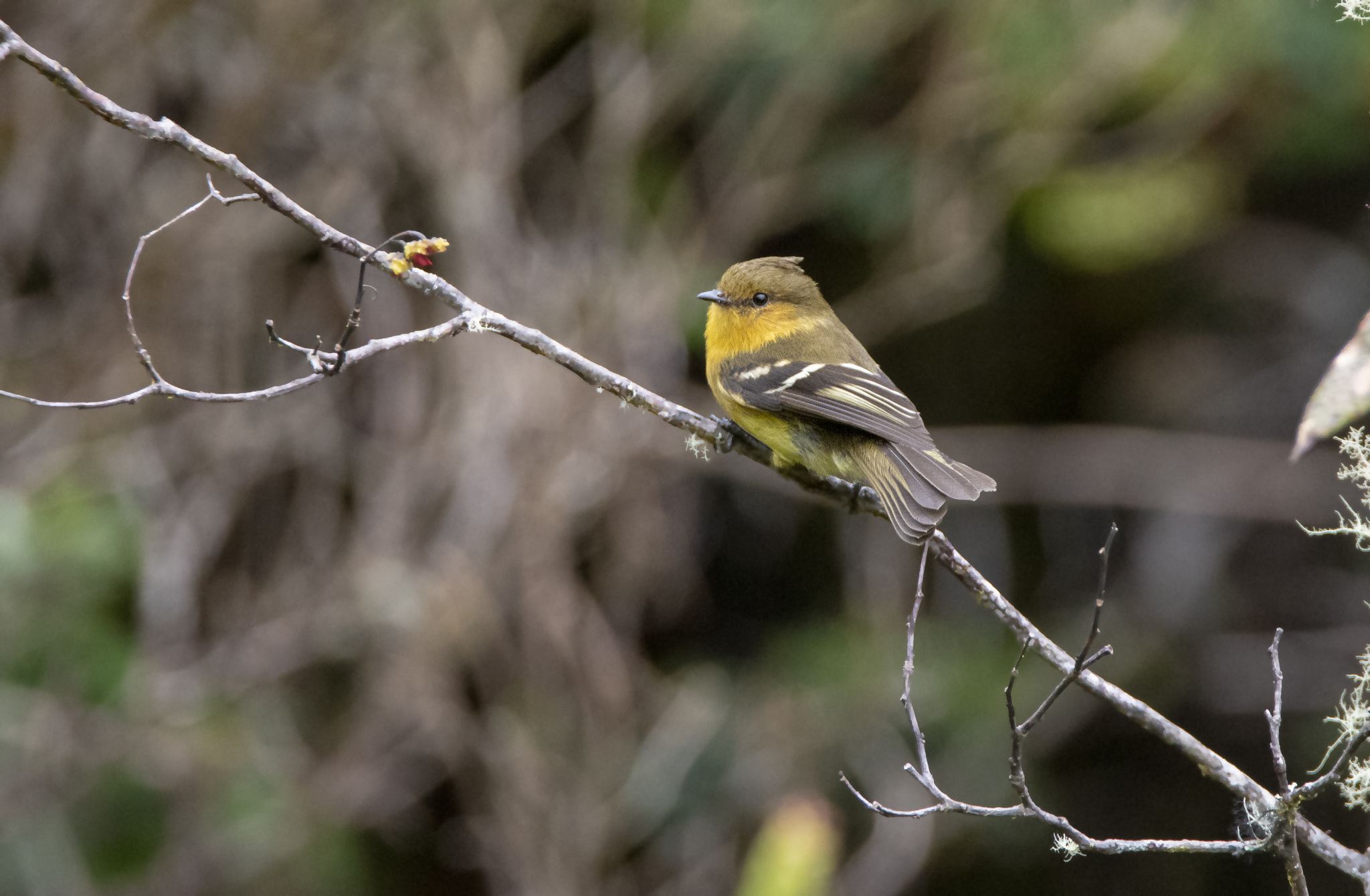 Ochraceous-breasted Flycatcher illustration