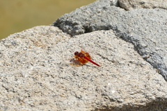 Trithemis kirbyi