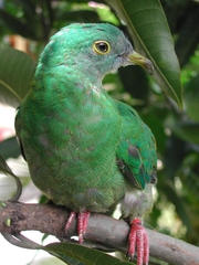Ptilinopus melanospilus