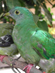 Ptilinopus melanospilus