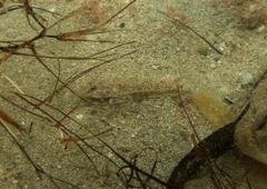 Favonigobius lateralis