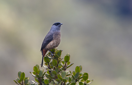 Bay-vented Cotinga (Doliornis sclateri), photo 7