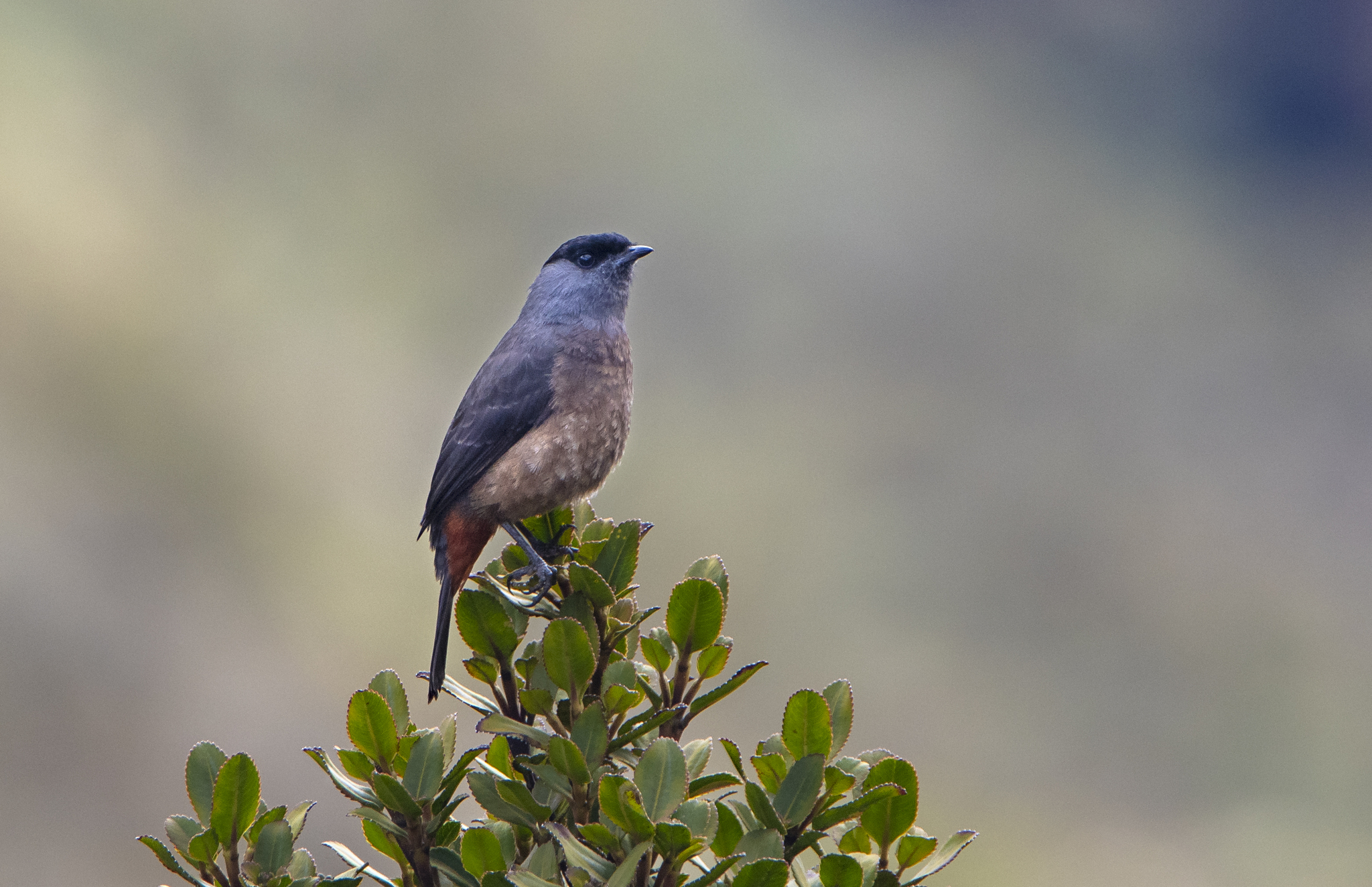 Bay-vented Cotinga (Doliornis sclateri), photo 1