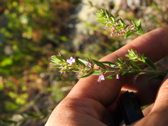 Micromeria graeca, photograph Duarte Frade, CC BY, iNaturalist via GBIF