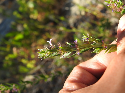 Micromeria graeca, photograph 6