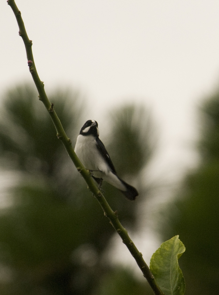 Lined Seedeater