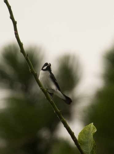 Lined Seedeater (Sporophila lineola), photo 2