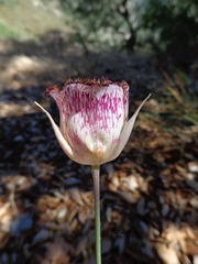 Calochortus fimbriatus
