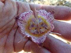 Calochortus fimbriatus