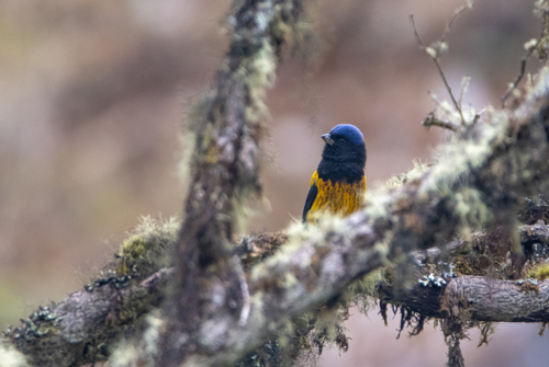 Golden-backed Mountain Tanager (Cnemathraupis aureodorsalis), photo 2