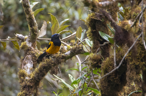 Golden-backed Mountain Tanager (Cnemathraupis aureodorsalis), photo 3