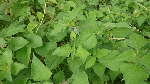 Megachile aricensis
