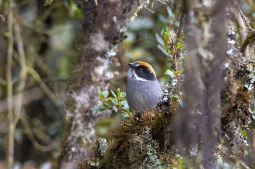 Taczanowski's Brushfinch (Atlapetes taczanowskii)