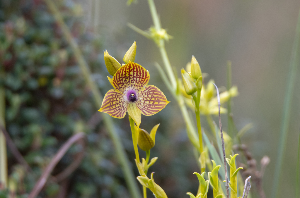 Telipogon boissierianus