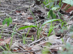 Nyctidromus albicollis