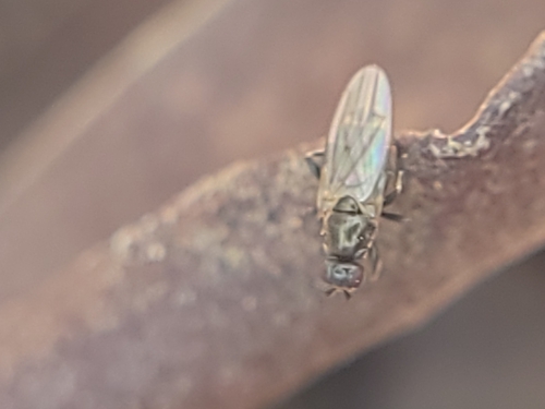 Lotophila atra photo 4