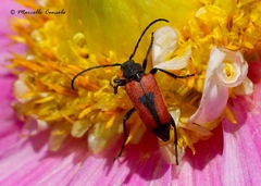 Stictoleptura cordigera