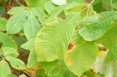 Aesculus parviflora