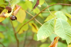 Aesculus parviflora