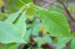 Aesculus parviflora