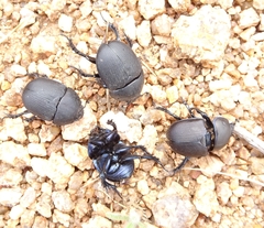 Geotrupes opacus