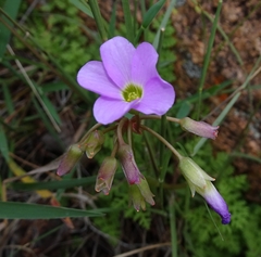 Oxalis violacea