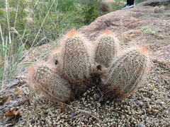 Echinocereus reichenbachii baileyi