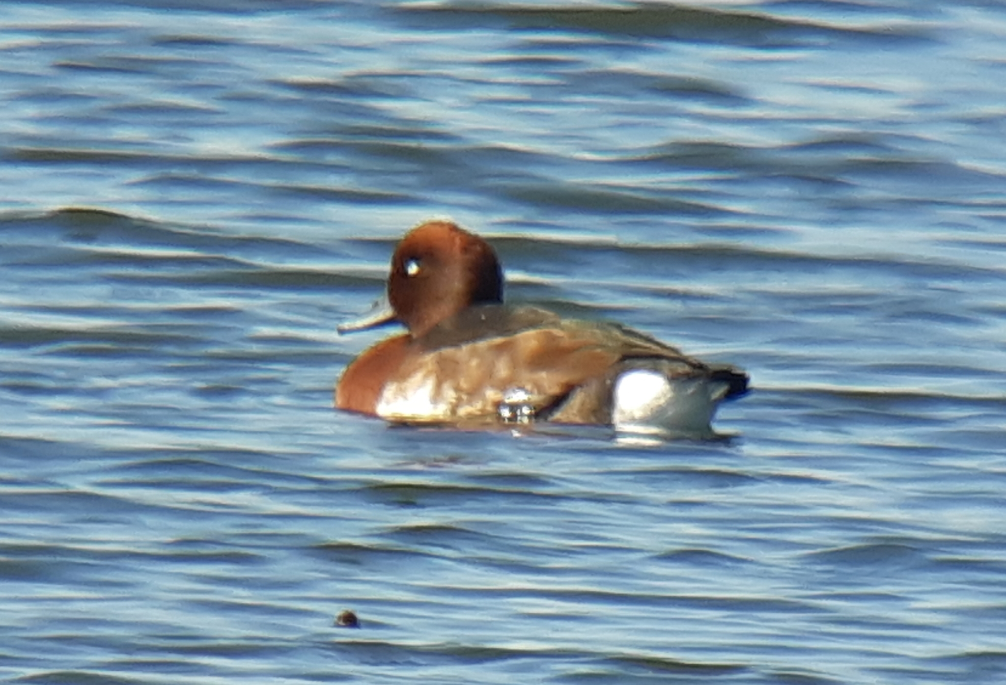 Ferruginous Duck