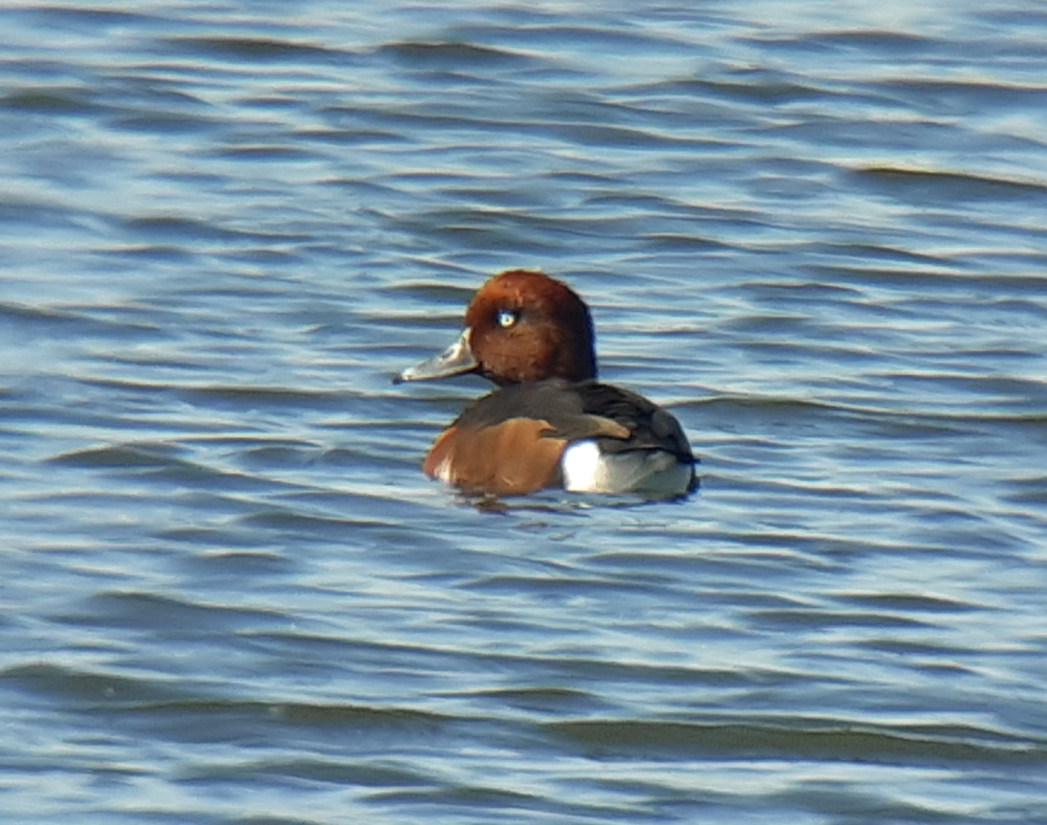Ferruginous Duck