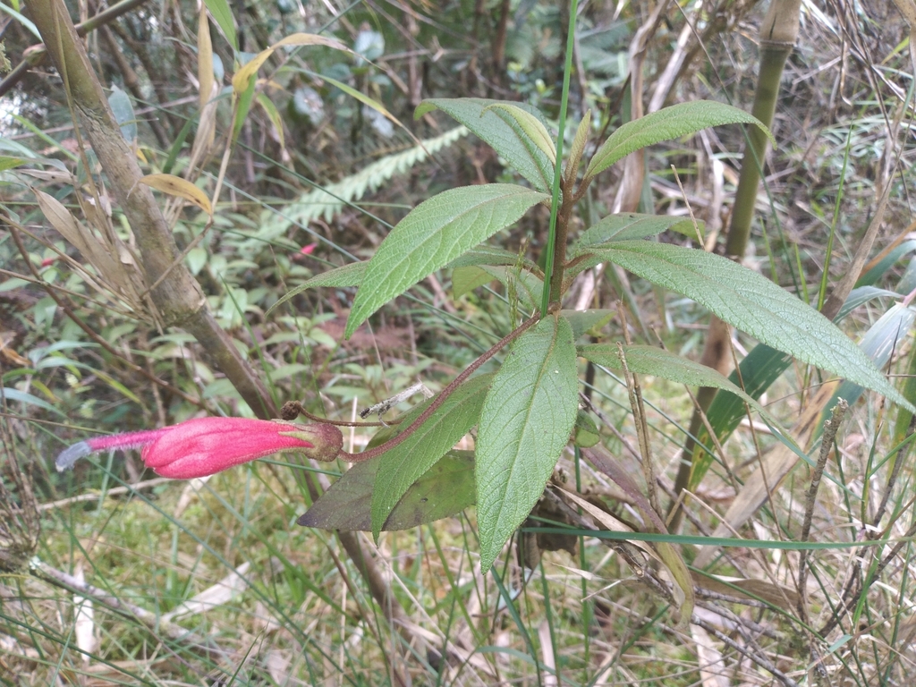 Centropogon unduavensis