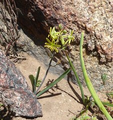 Albuca sabulosa