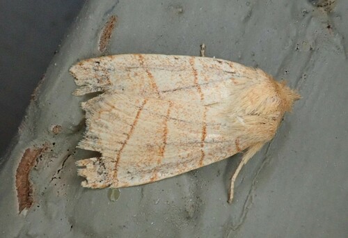 Citrine Sallow photo 4