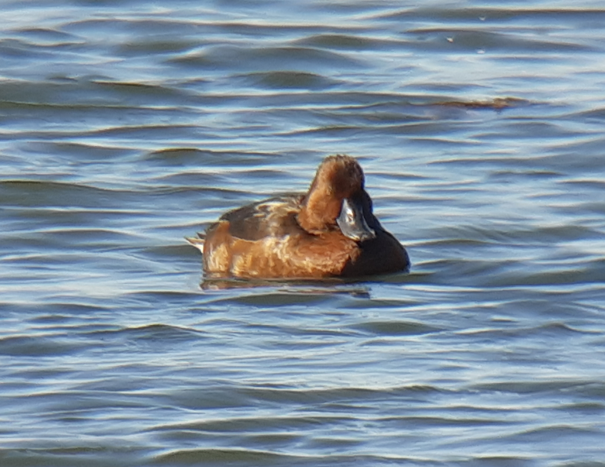 Ferruginous Duck