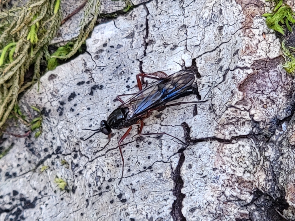 Xylophagus decorus