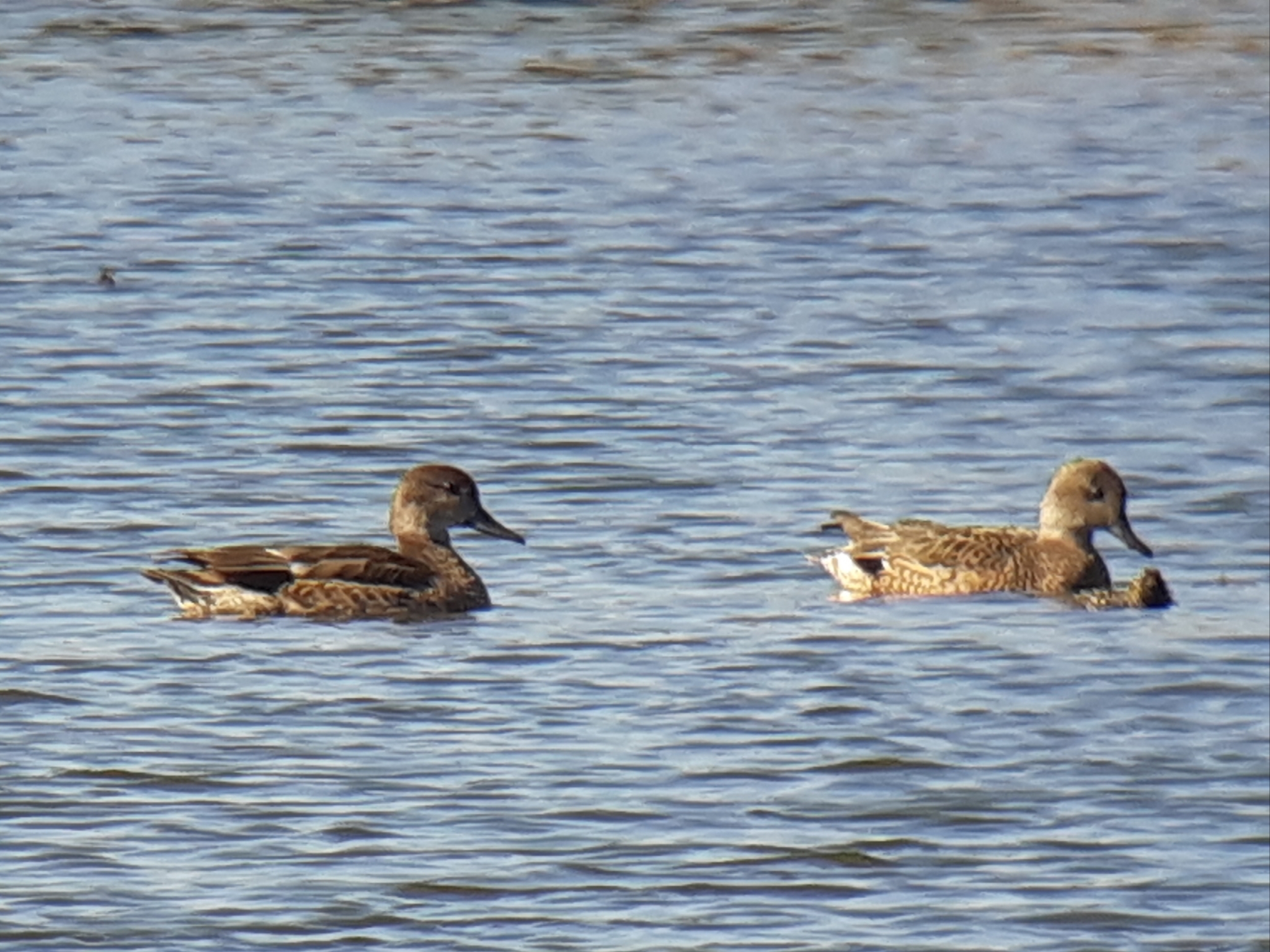 Falcated Duck